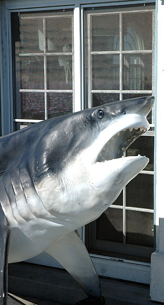 Shark at the window - Manhattan Beach Pier