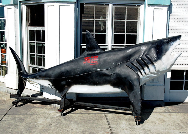 Shark at the window - Manhattan Beach Pier