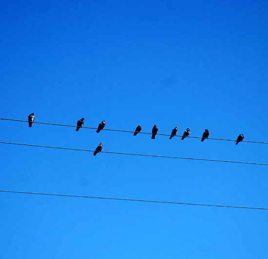 Pigeons on a wire, Manhattan Beach, California 