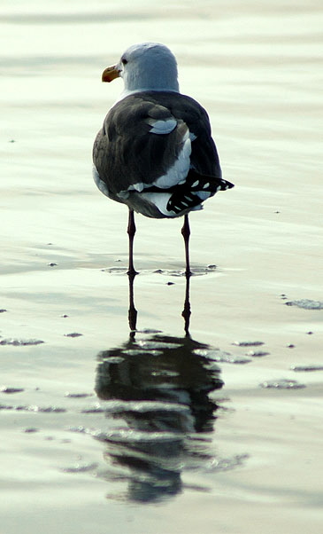 Shore bird, Santa Monica Bay - late January afternoon
