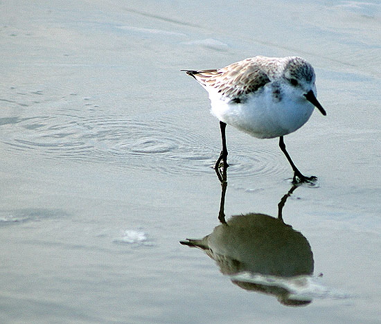 Shore bird, Santa Monica Bay - late January afternoon