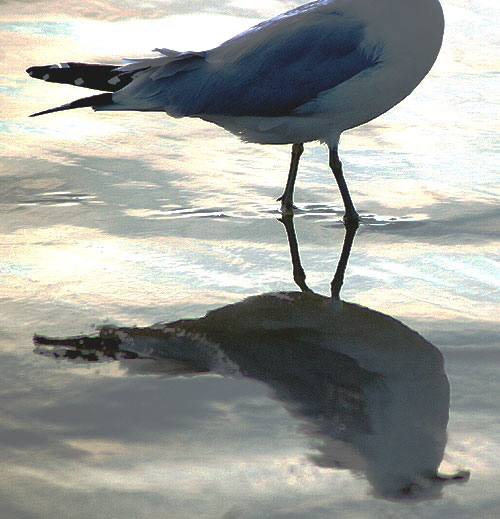 Shore bird, Santa Monica Bay - late January afternoon