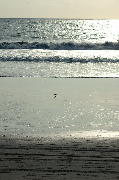 Shore bird, Santa Monica Bay - late January afternoon