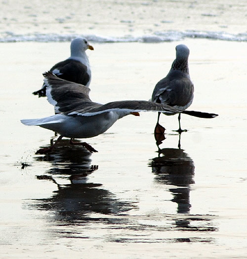 Shore birds, Santa Monica Bay - late January afternoon