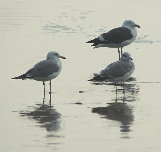 Shore birds, Santa Monica Bay - late January afternoon