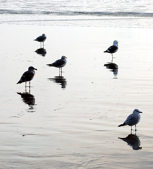 Shore birds, Santa Monica Bay - late January afternoon