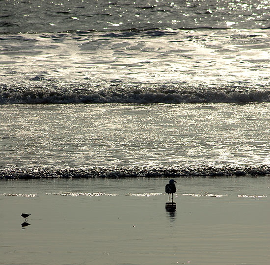 Shore birds, Santa Monica Bay - late January afternoon