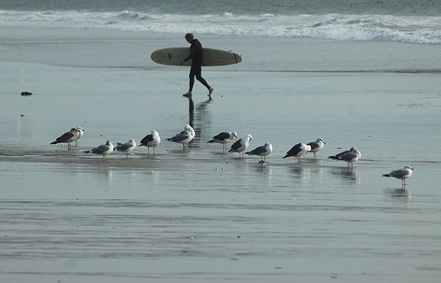 Shore birds and surfer, Santa Monica Bay - late January afternoon