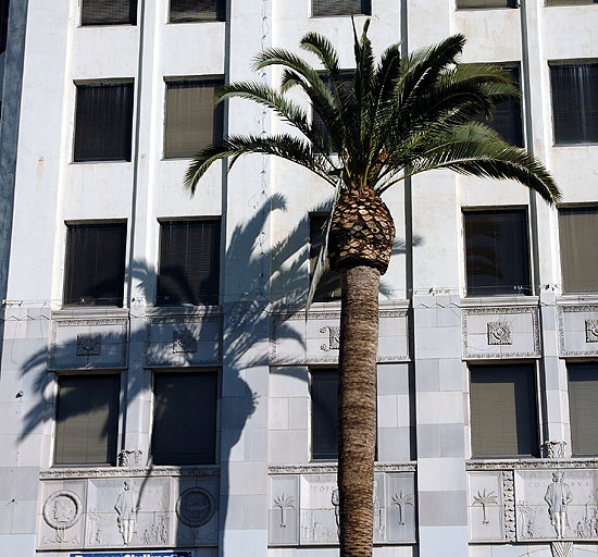 Palm tree - Hollywood Boulevard - early morning, Saturday, February 3, 2007