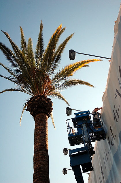 Palm tree - Hollywood Boulevard - early morning, Saturday, February 3, 2007