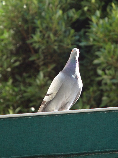 020307_pigeon02