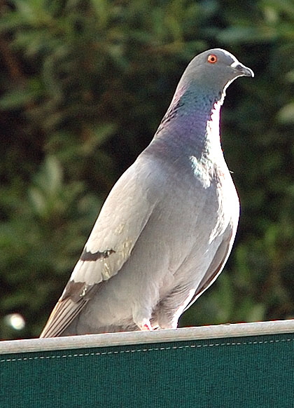 020307_pigeon03