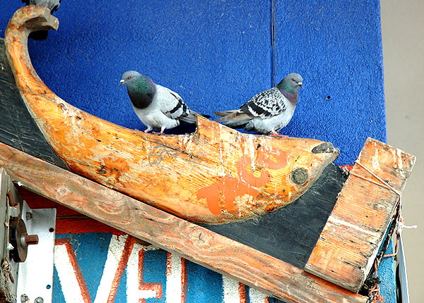 Pigeons doing on the wooden taco fish, Venice Beach
