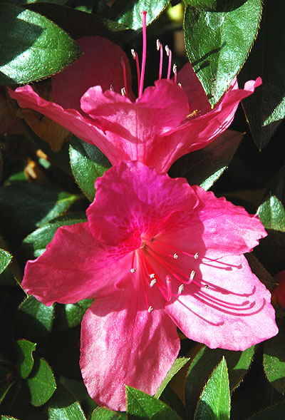 Curbside on the northeast corner of Elevado and Trenton, Beverly Hills - in bloom, Saturday, February 10, mid-morning