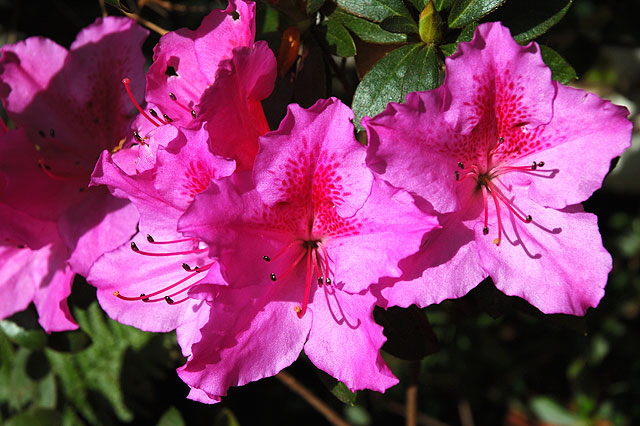 Curbside on the northeast corner of Elevado and Trenton, Beverly Hills - in bloom, Saturday, February 10, mid-morning