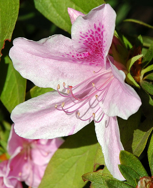 Curbside on the northeast corner of Elevado and Trenton, Beverly Hills - in bloom, Saturday, February 10, mid-morning -