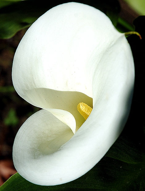 Calla Lily 