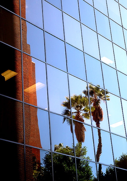 Palm tree reflected in glass curtain wall - Wilshire Boulevard
