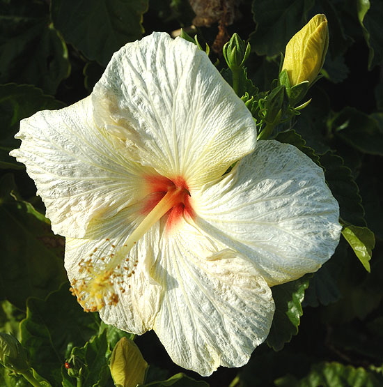 Hibiscus in late afternoon light, curbside on the coast highway south of Encinitas