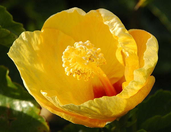 Hibiscus in late afternoon light, curbside on the coast highway south of Encinitas