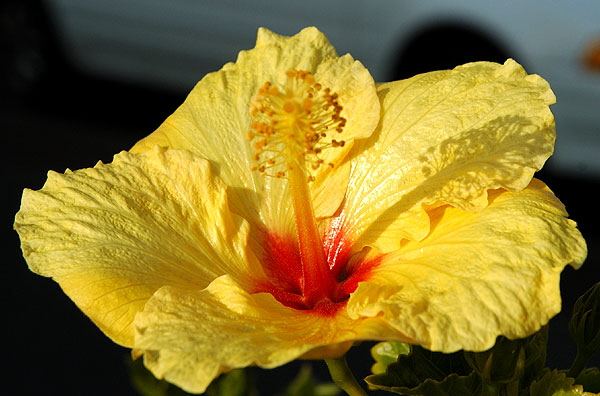 Hibiscus in late afternoon light, curbside on the coast highway south of Encinitas