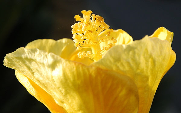 Hibiscus in late afternoon light, curbside on the coast highway south of Encinitas