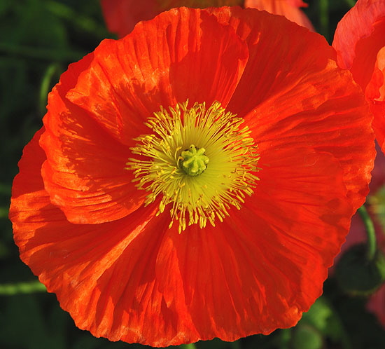 California Poppy 