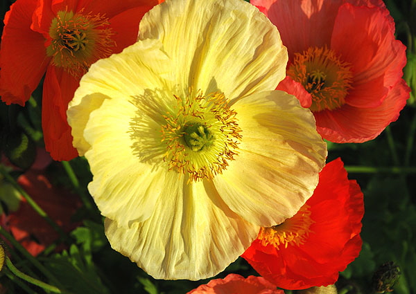 California Poppy 