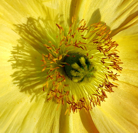 California Poppy 