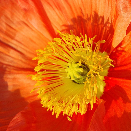 California Poppy 