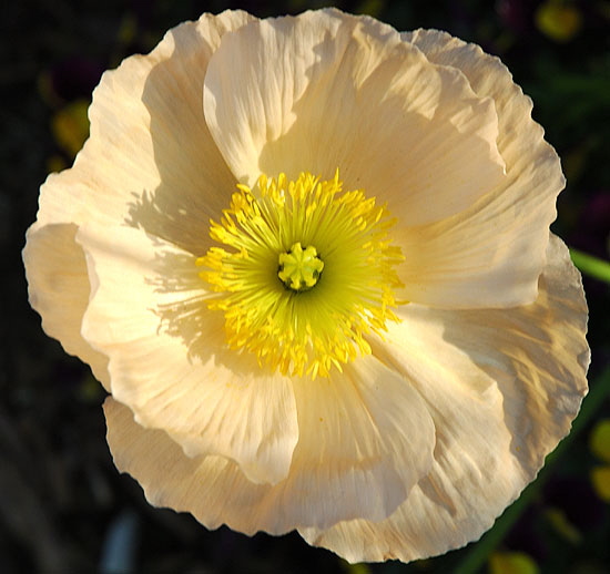 California Poppy 