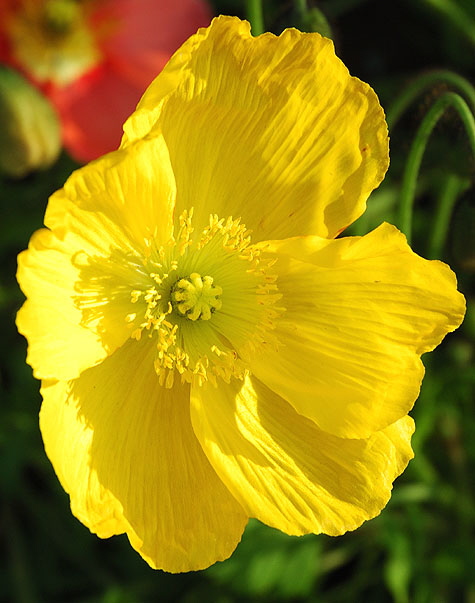 California Poppy 