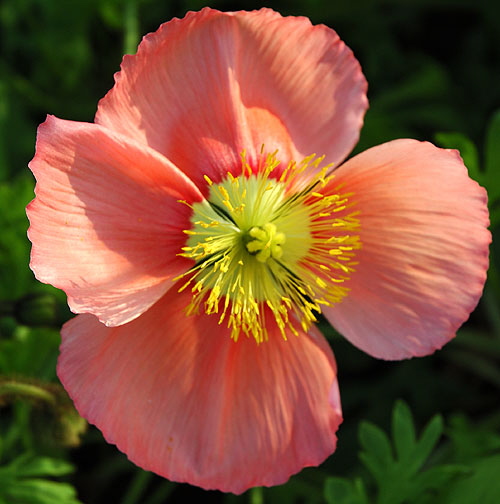 California Poppy 