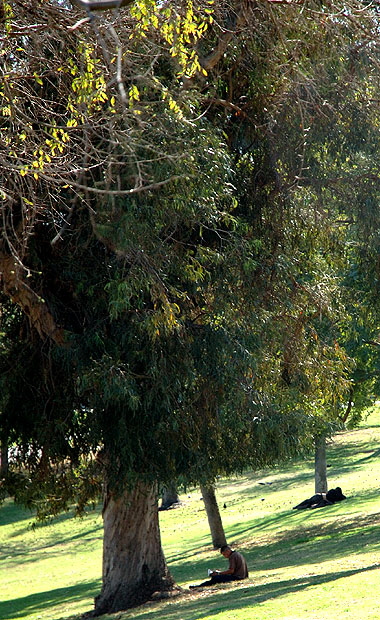 MacArthur Park, Los Angeles