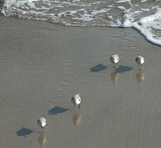 Winter-plumage Sanderlings, Malibu beach