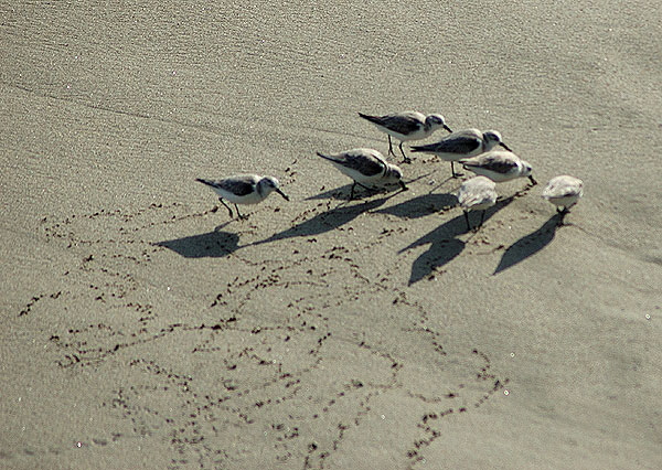 Winter-plumage Sanderlings, Malibu beach