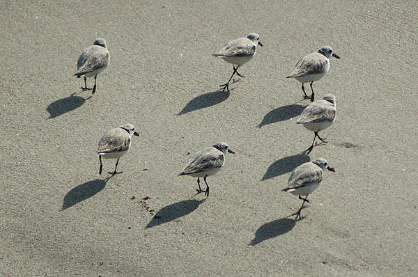 Winter-plumage Sanderlings, Malibu beach