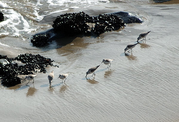 Winter-plumage Sanderlings, Malibu beach