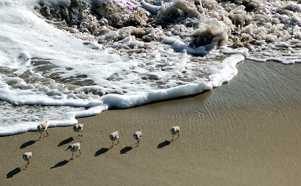 Winter-plumage Sanderlings, Malibu beach