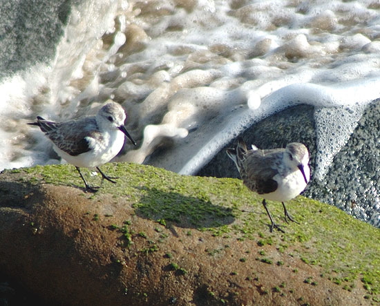 Winter-plumage Sanderlings, Malibu beach