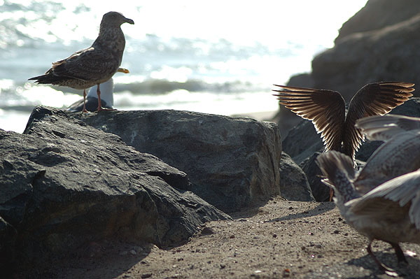 Gulls at the beach between Topanga State Beach and the Malibu Pier -