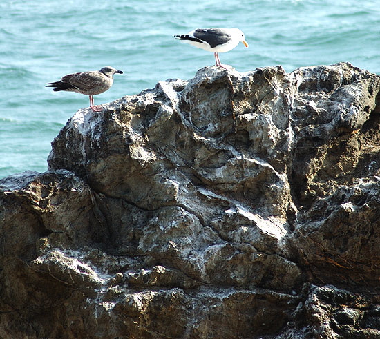 Gulls at the beach between Topanga State Beach and the Malibu Pier -