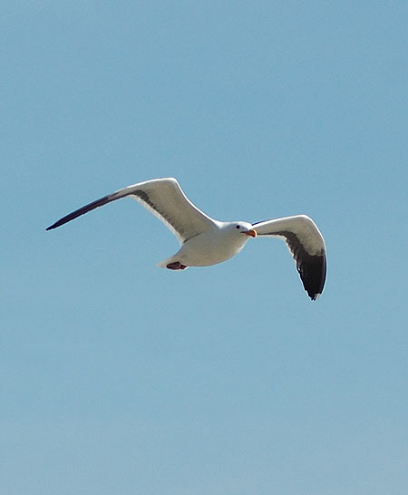 Gull at the beach between Topanga State Beach and the Malibu Pier -