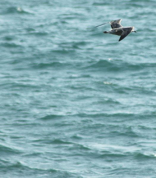 Gull at the beach between Topanga State Beach and the Malibu Pier -