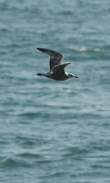 Gull at the beach between Topanga State Beach and the Malibu Pier -