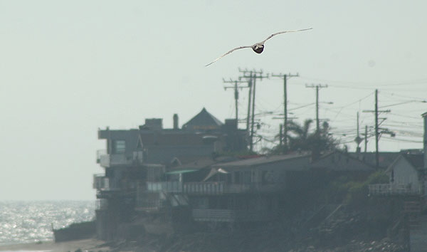 Gull at the beach between Topanga State Beach and the Malibu Pier -