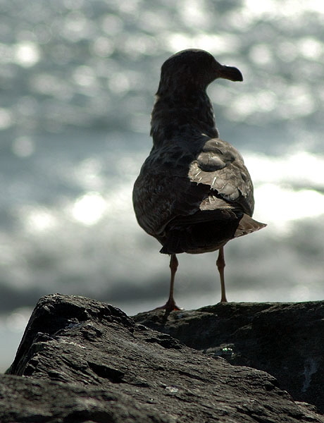 Backlit gull - the beach between Topanga State Beach and the Malibu Pier -