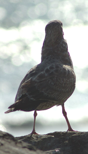 Backlit gull - the beach between Topanga State Beach and the Malibu Pier -