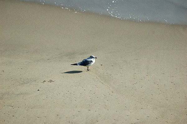 Shorebird with shadow - the beach between Topanga State Beach and the Malibu Pier -