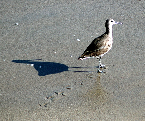 Shorebird with shadow - the beach between Topanga State Beach and the Malibu Pier -